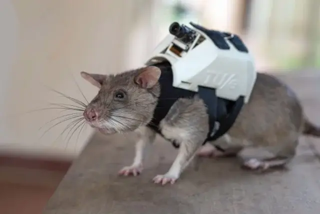 Крысы с рюкзаками будут искать выживших после землетрясений