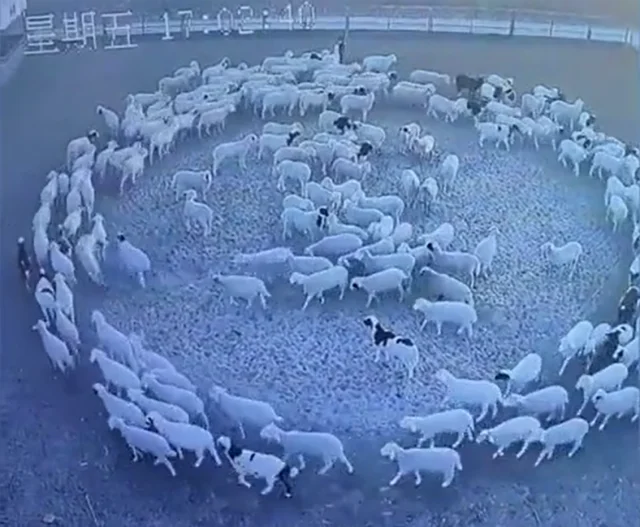 Сотни овец безостановочно ходили по кругу 12 дней