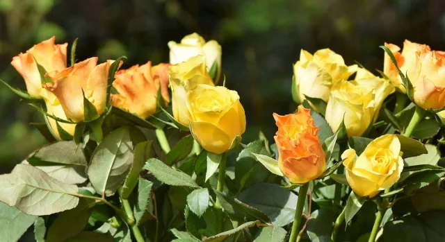 Как ухаживать за розами весной: спасаем пострадавшие кустарники