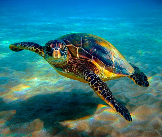 В Панаме морским черепахам дали права