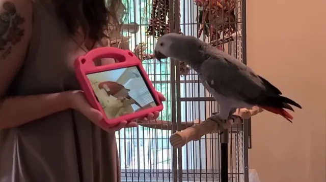 Попугаев научили звонить друг другу по видеосвязи, чтобы они не скучали