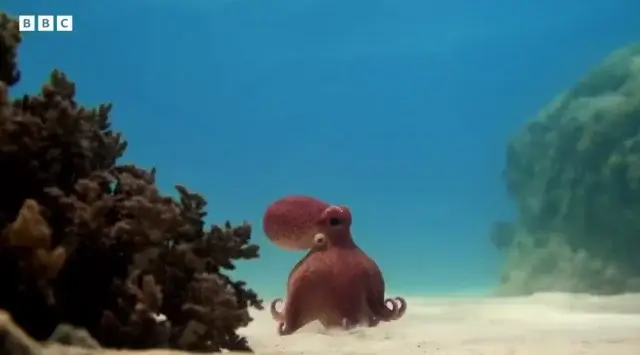 «Би-би-си» сняла сериал под водой с помощью камер-роботов, похожих на животных