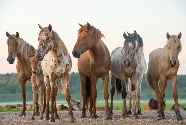 Топ-10 самых красивых лошадей