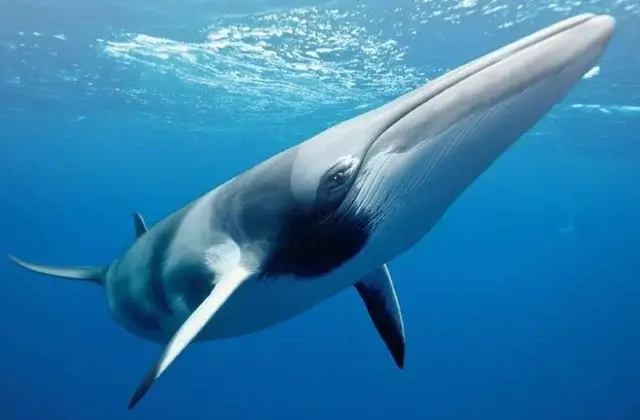 В Исландии больше не будут охотиться на китов
