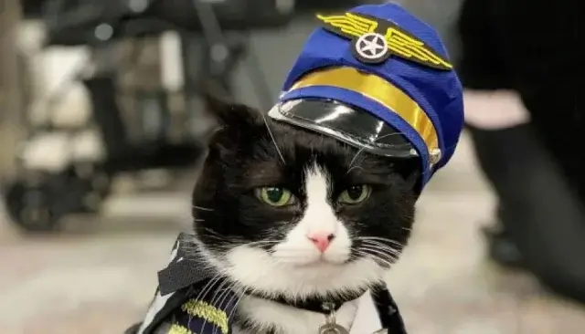 14-летний кот устроился на работу в аэропорт Сан-Франциско