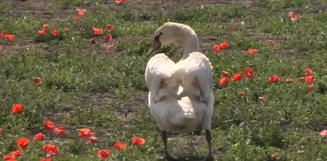 В Словакии лебеди едят опиумный мак на полях и массово откладывают яйца