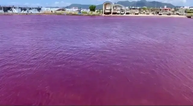 Море в Японии окрасилось в красный цвет из-за утечки с пивного завода
