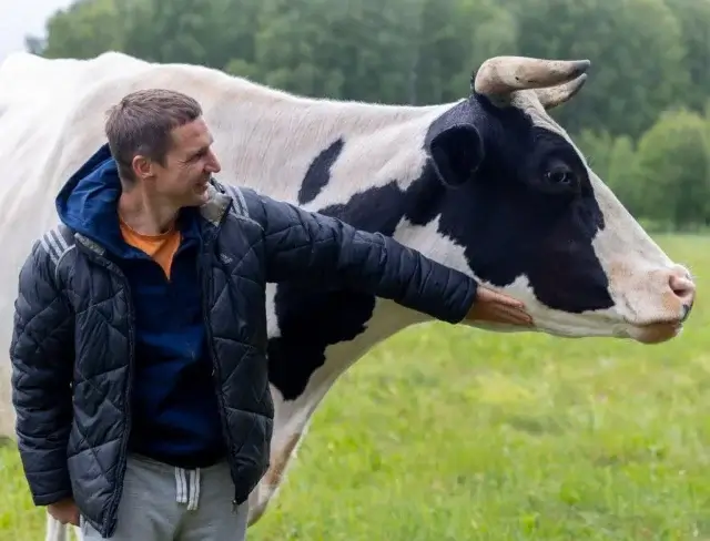 Вегетарианец открыл на Урале приют, где спасает коров от убоя