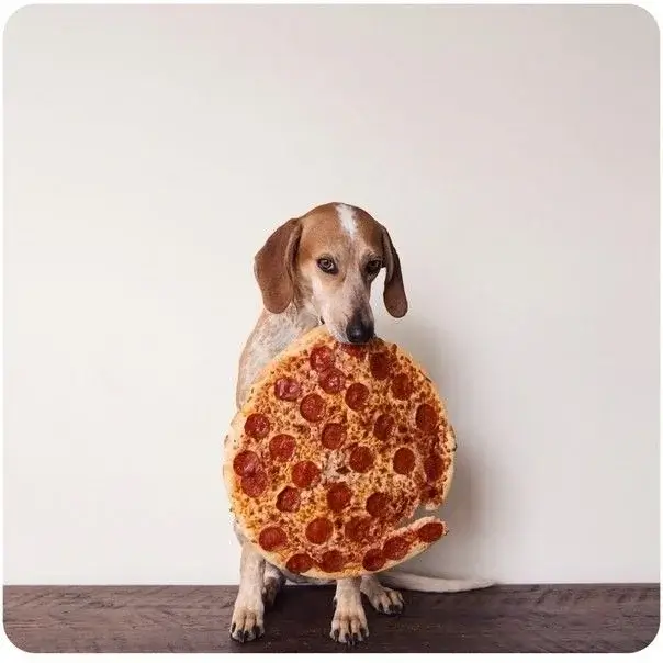 Необычные вакансии: есть пиццу по три часа или проживать с собаками