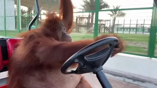 Орангутанг прокатилась за рулем гольф-кара
