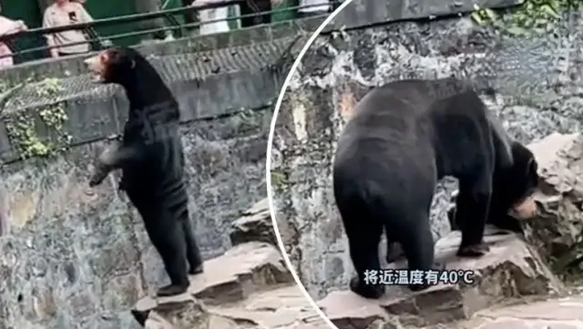 Китайский зоопарк доказывал, что их медведь настоящий, а не аниматор в костюме