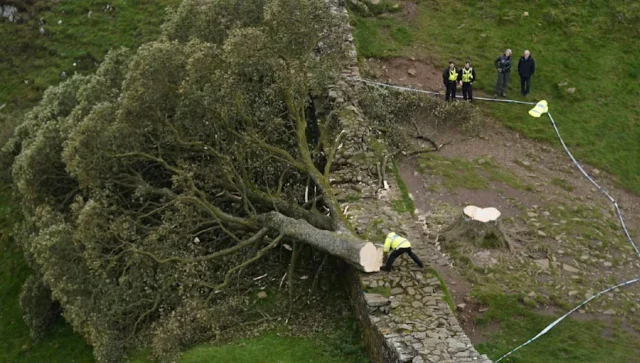 В Великобритании срубили легендарное дерево Робин Гуда