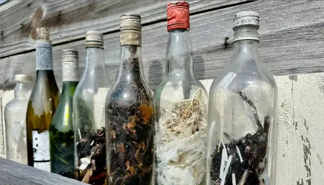 В Мексиканском заливе находят «ведьмины бутылки», даже исследователи в ужасе
