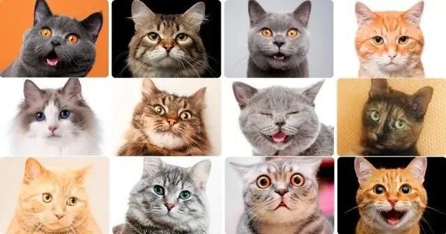 Ученые насчитали у кошек 276 выражений мордочек
