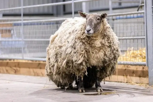 Самую одинокую овцу спасли с утеса в Шотландии
