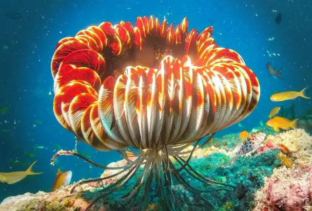Удивительные существа – перьевые морские лилии