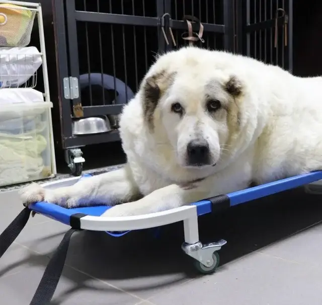 100-килограммовый пес из Нижнего Новгорода похудел на 36 кг