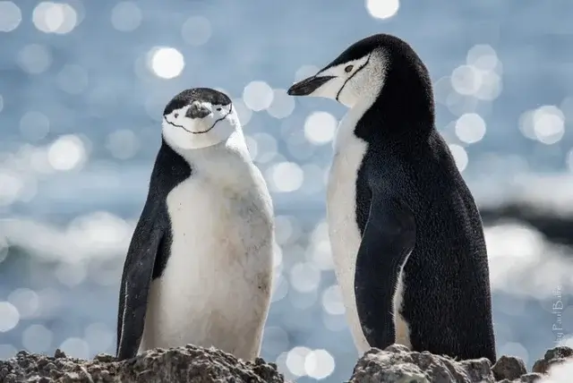 Пингвины спят по несколько секунд, но тысячи раз в день