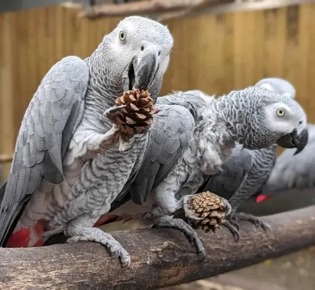 В британском парке попугаи кричат матом на посетителей