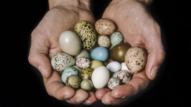 Кто несёт самые необычные яйца? 