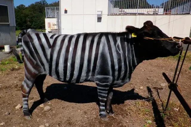 Японские фермеры рисуют коровам полоски, как у зебр