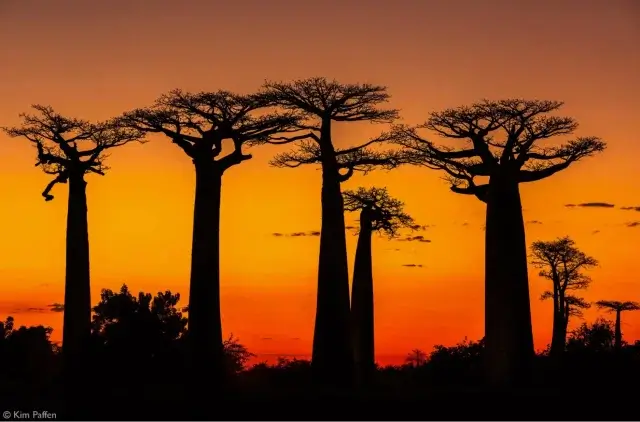 Баобаб – самое необычное дерево в мире