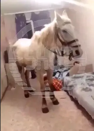 Мужчина привел в квартиру лошадь, чтобы извиниться перед женой