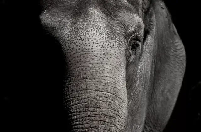 Слониха в Индии схватила туристку и бросила о землю
