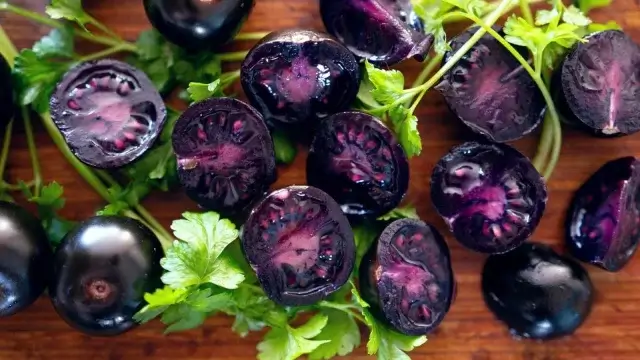 Фиолетовые ГМО-помидоры предлагают сажать садоводам США