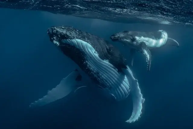 Король новозеландцев потребовал признать китов личностями