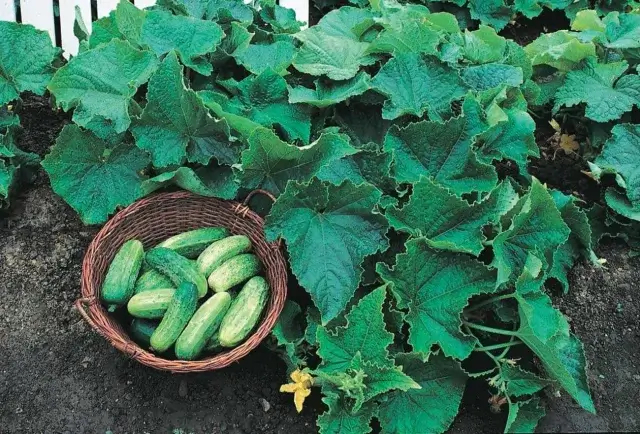 Чем подкормить огурцы, чтобы летом соседи с завистью смотрели на урожай