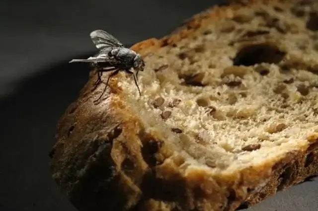 В России предлагают хлеб из мух