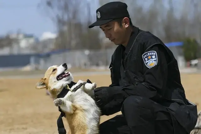 В Китае впервые взяли на службу корги-полицейского