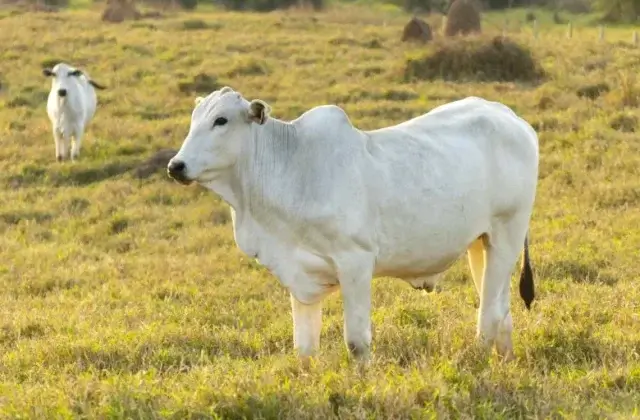 Угадаете, сколько стоит самая дорогая корова в мире?