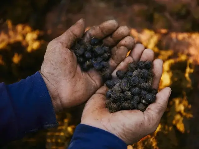 Самый дорогой кофе в мире делают из помета слона