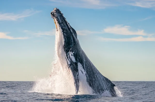 Названы победители фотоконкурса Ocean Photographer 2024